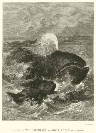 A Groenlândia ou Baleia Franca (Balaena Mysticetus) de English School